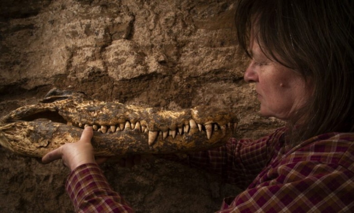 Arqueólogos hallan cocodrilos momificados en una tumba egipcia