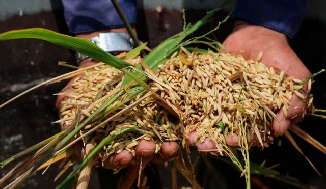 Arroz, cultivo olvidado