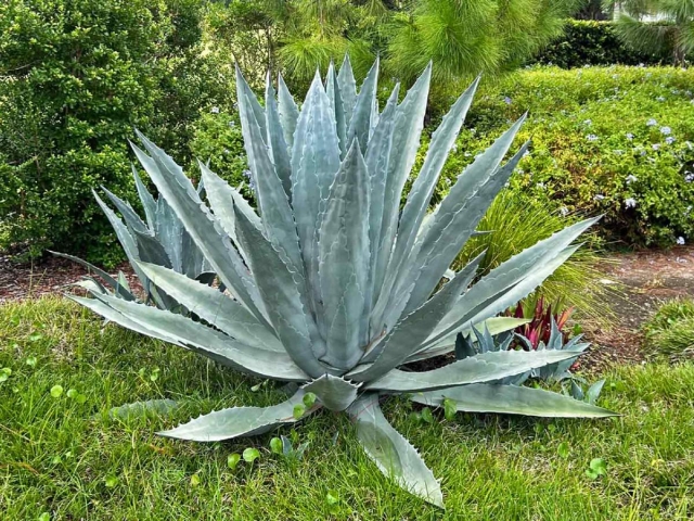 La telara&ntilde;a del agave: tecnolog&iacute;a, excedentes y la oportunidad de repensar el territorio