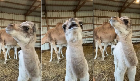El curioso saludo de una cría de camello que conquistó las redes sociales