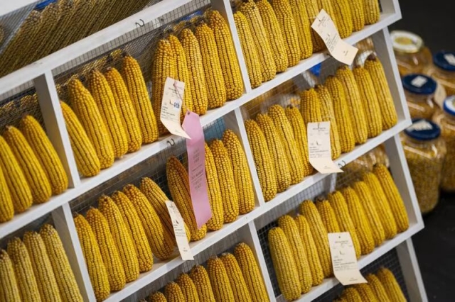 Estados Unidos pide panel de resolución con México por maíz transgénico