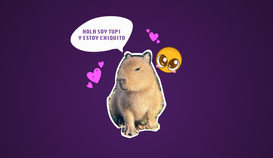 Tupi, el capibara que conquista corazones en el Zoológico de San Antonio