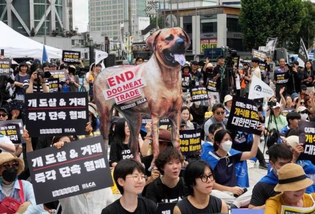 Corea del Sur prohíbe la carne de perro para consumo humano