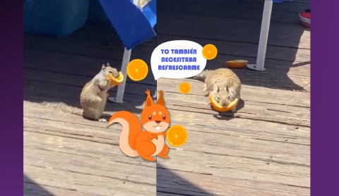 ¡Una Ardilla Disfrutando una Naranja Se Vuelve Viral en Redes Sociales!