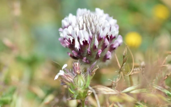 Flora Amenazada: 771 especies en peligro por cambio climático