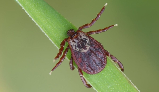 Plantas que pueden atraer garrapatas a tu casa: cómo prevenir su presencia