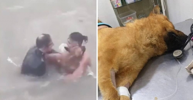 Hombre se lanza al mar para rescatar a un perrito.