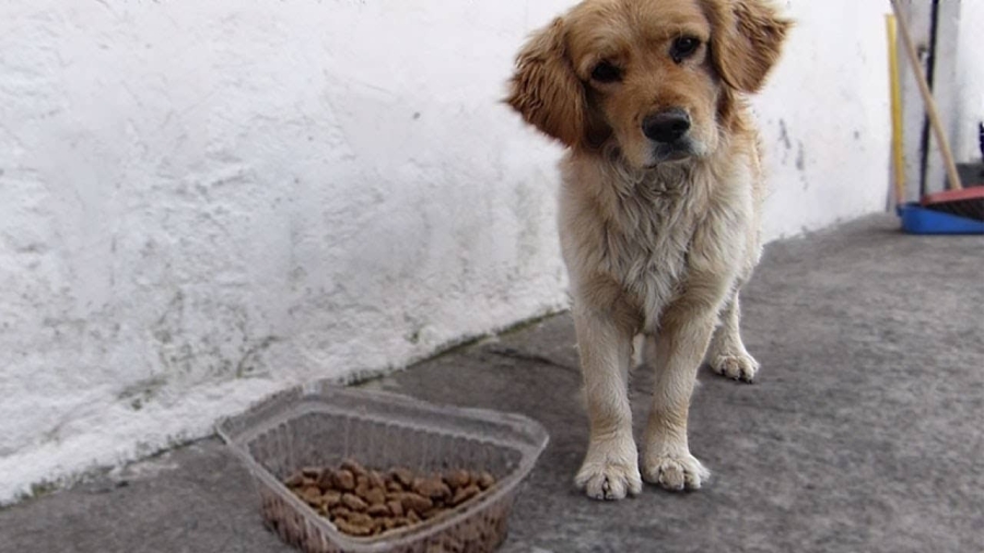 Multarán a quien alimente a animales de la calle.