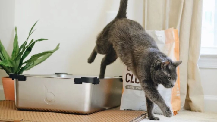 Cómo quitar el olor a heces de gato de la ropa y casa sin lavar a diario el arenero
