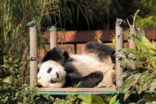 ¿México se quedará sin pandas? Estos son los dólares que pide China por una nueva camada