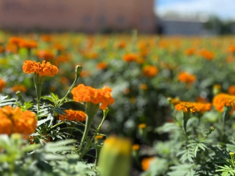 Los campos ya comienzan a teñirse de amarillo.