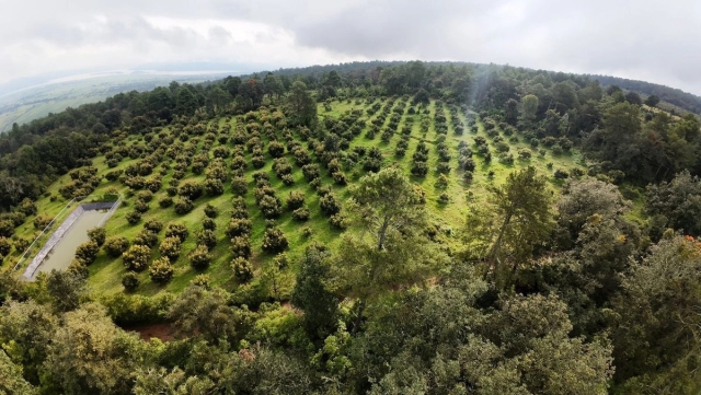 Michoac&aacute;n env&iacute;a m&aacute;s de 120 mil toneladas de aguacate para el Super Taz&oacute;n