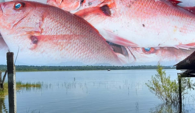 Analizan sembrar pargo en la laguna de Coatetelco