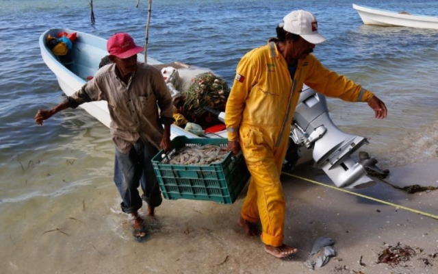 Establecen veda para la captura de camarón en el Pacífico