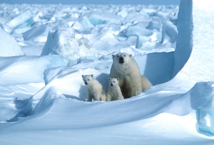 Osos polares enfrentan riesgo de inanición ante veranos árticos más largos
