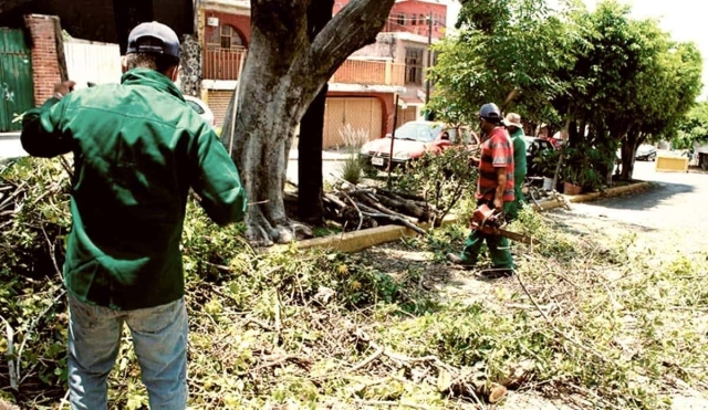 Sancionan a empresas que realizaron podas irregulares