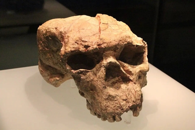El cráneo no reconstruido de Yunxian 2 se conserva en el Museo Provincial de Hubei.