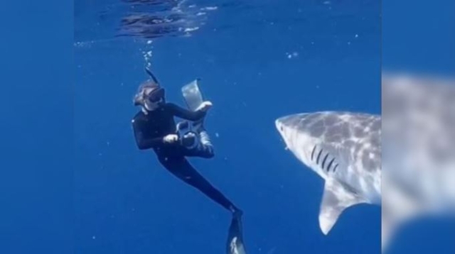 Usuaria de TikTok explica y pone en práctica cómo evitar ataques de tiburón