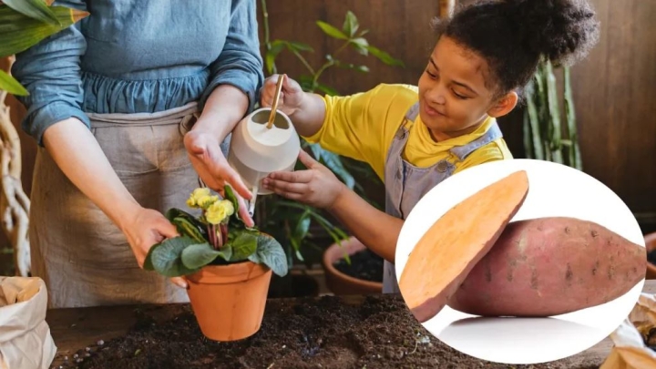 Potente fertilizante de camote para hacer florecer tus plantas al máximo