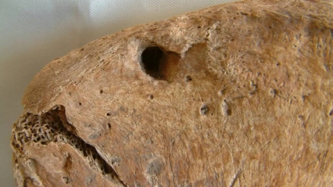 Encuentran restos que confirman combates entre gladiadores romanos y leones