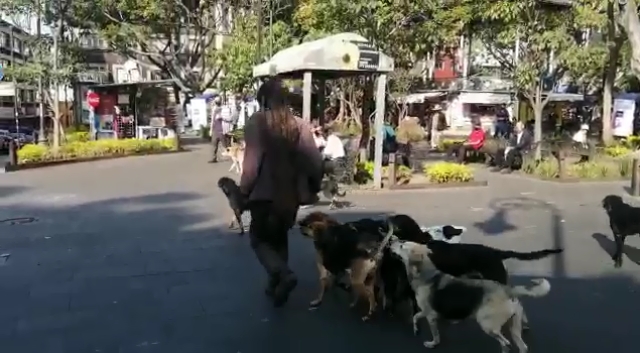 Jauría ataca a &#039;Chiquínquiro&#039;, el perro que vive en el jardín Juárez