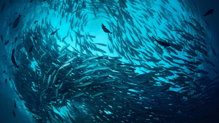 Calentamiento de oc&eacute;anos reduce casi 20% anual la biomasa de peces