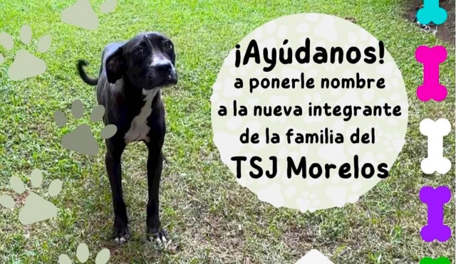 Rescatan a perrita en el TSJ y buscan ponerle nombre