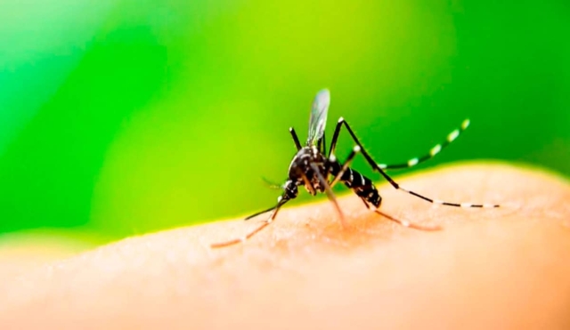 Reportan aumento de casos de dengue en Coatlán del Río