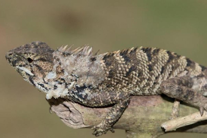 Nueva especie de iguana es descubierta en China