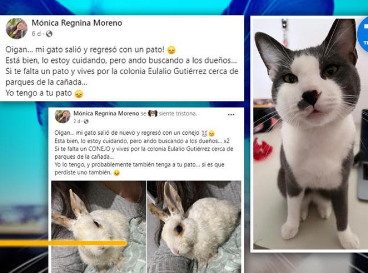 Joven deja a salir a su gato y éste regresa con un pato y un conejo; caso se hace viral en Saltillo