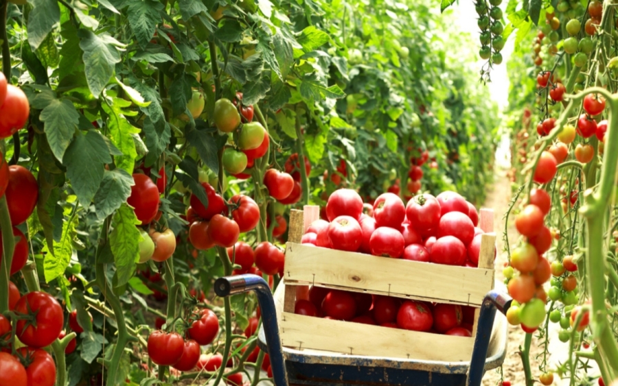 México fija precios mínimos para exportación de tomate