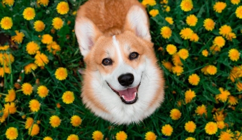¿Cómo cuidar la salud de tu perro en primavera?