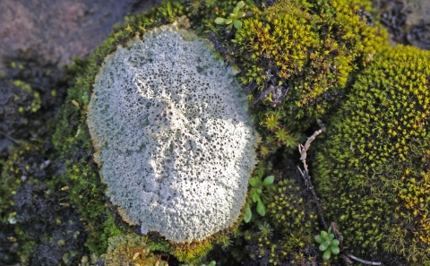 Diploschistes muscorum