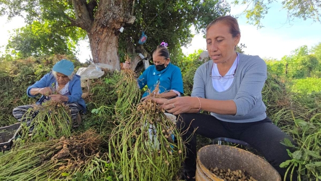 Mujeres sostienen cosecha de cacahuate en campos de Zacatepec