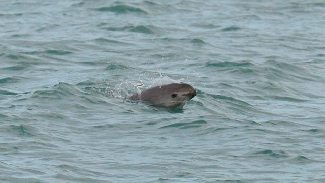 Dan ultimátum a México para proteger vaquita marina