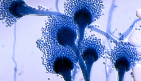 El cambio climático podría facilitar la propagación de hongos peligrosos para la salud humana