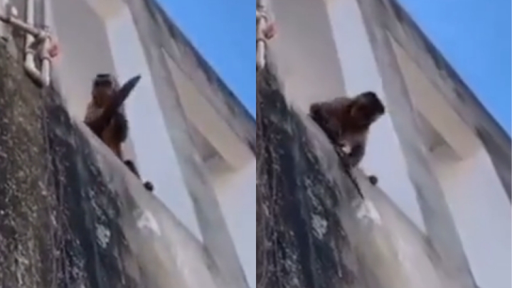 Un mono capuchino es captado afilando un machete en un balcón