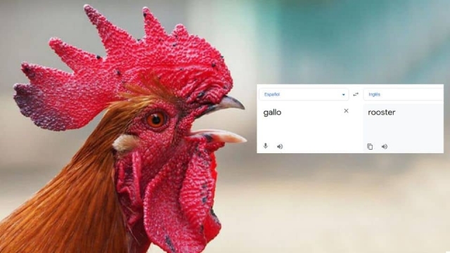 Escribe GALLO en el traductor y escucha.