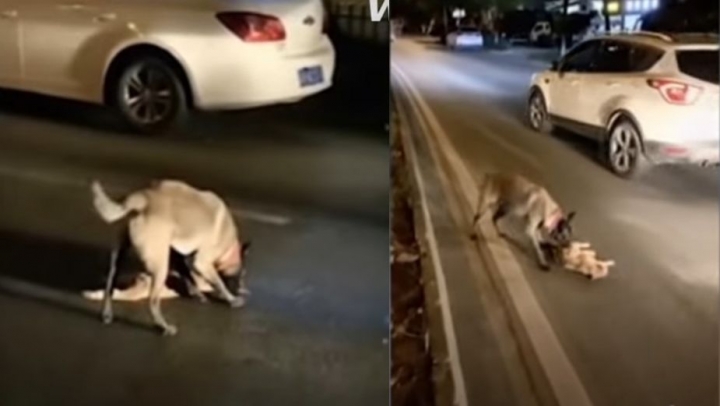 Perro intenta revivir a un gato que murió atropellado