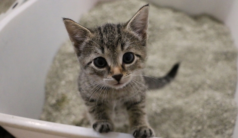 ¿Tienes gatos? Así puedes eliminar el mal olor del arenero en casa
