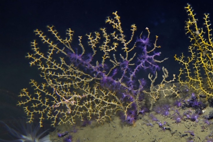 Corales del Golfo aún afectados por derrame petrolero de hace 13 años