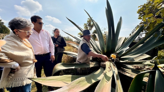 Promueve Gobierno de Morelos Indicaci&oacute;n Geogr&aacute;fica para proteger el pulque de Huitzilac