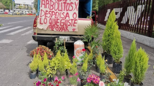 Joven intercambia sus arbolitos por comida en CDMX.