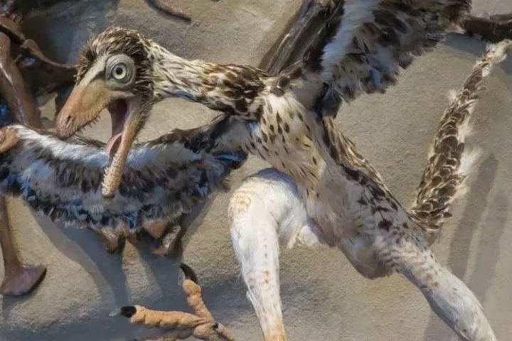 Aves modernas evolucionaron mucho antes del fin de los dinosaurios