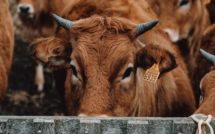 Los eructos y flatulencias de las vacas empeoran el calentamiento global