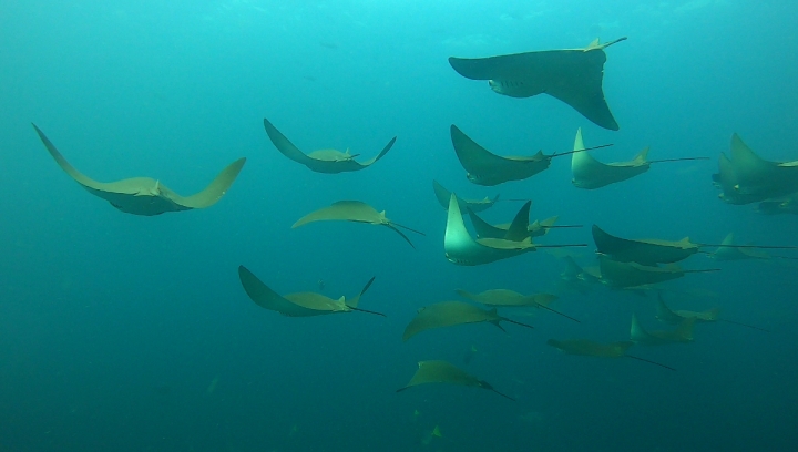 Especialistas estudian rayas y mantarrayas en Reserva Marina de Galápagos