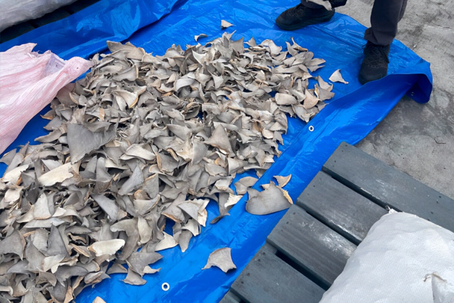 Decomisan 2 mil 433 kilos de tiburón en puerto de Ensenada