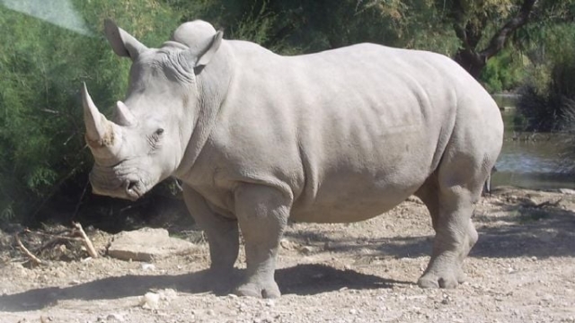 Más de 2 mil rinocerontes blancos serán liberados en África