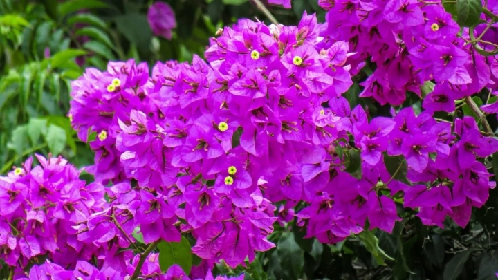 Explota de flores tu bugambilia con estos ingredientes de cocina