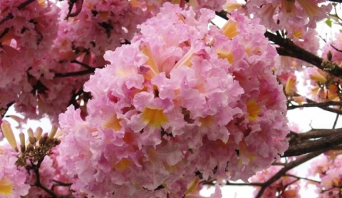 El árbol rosa mexicano: una opción para refrescar tu hogar en temporada de calor